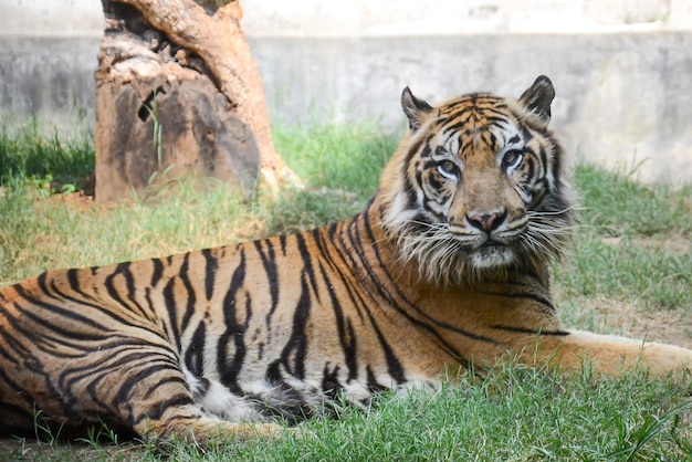 Photo alone sumatran tiger in the cage at serauling mas zoo