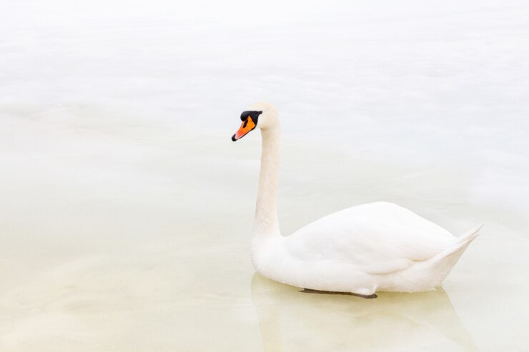Photo 寒い季節に一人の白鳥が溶ける氷の上に座る