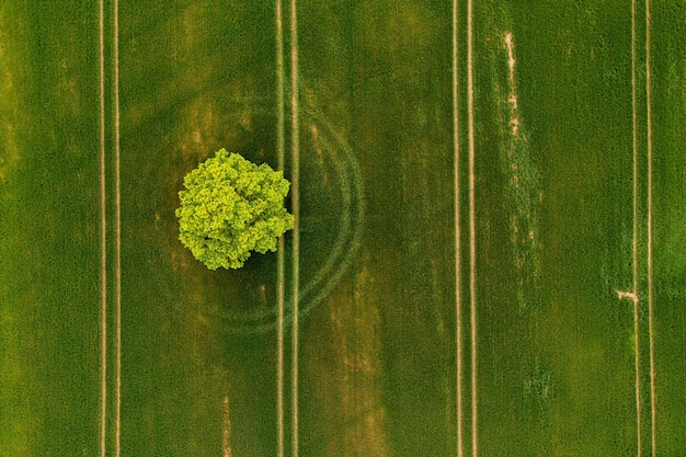 Alone tree on the green field Agricultural landscape from air