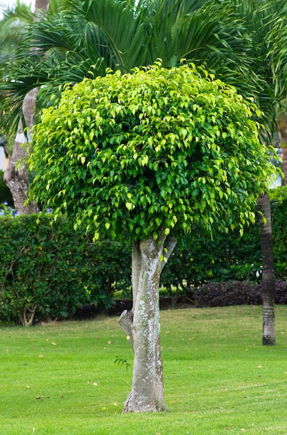 Alone tree on the green garden