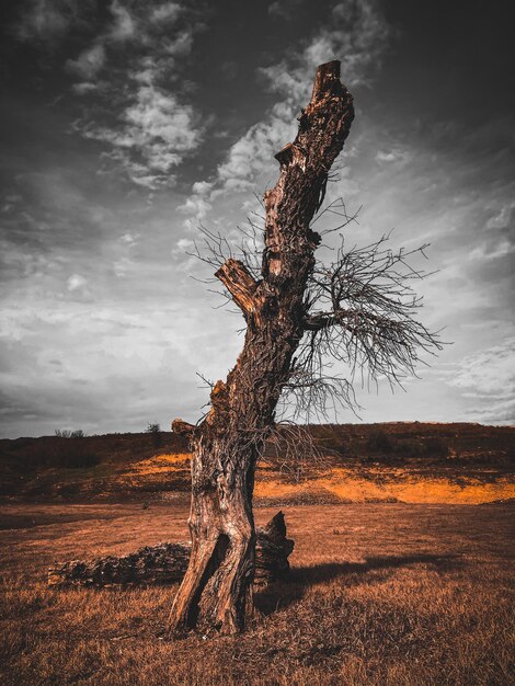 Foto albero da solo