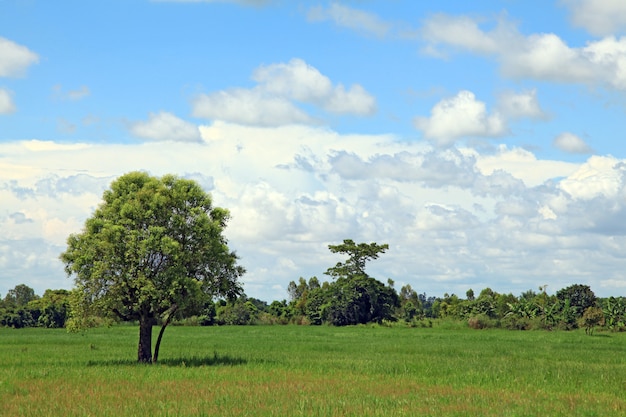 Alone Tree