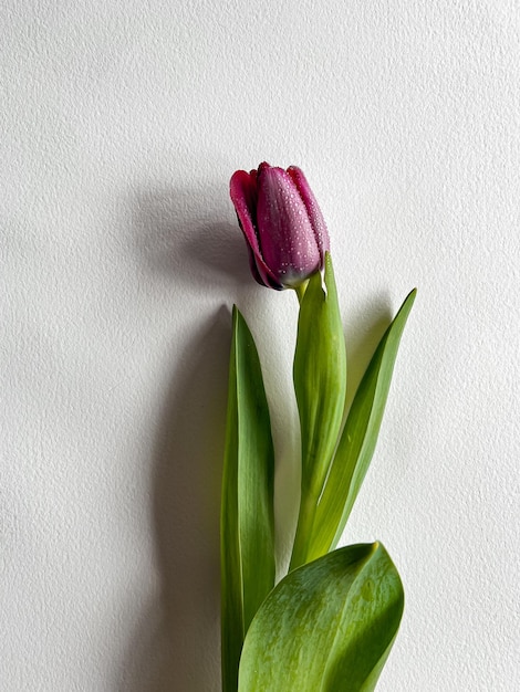 Alone tulip on white background