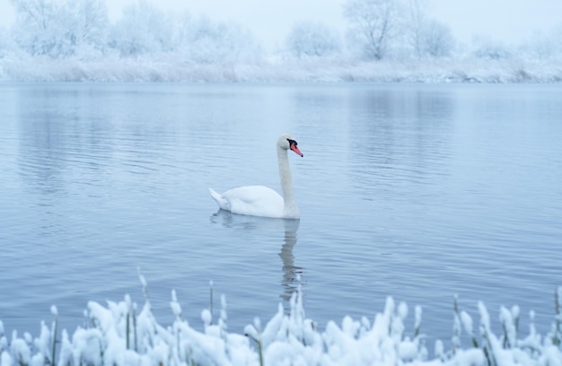 Photo alone white swan swim in the winter lake water in sunrise time