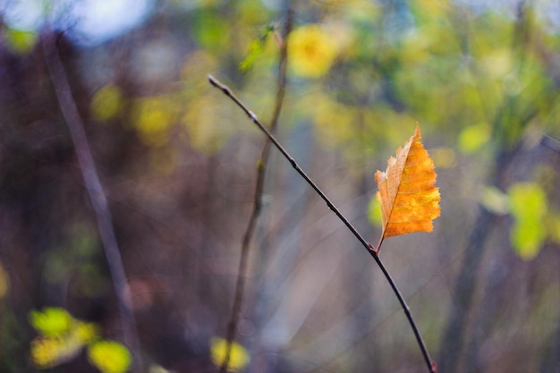 Alone yellow leave in the forest with the blur background isolated