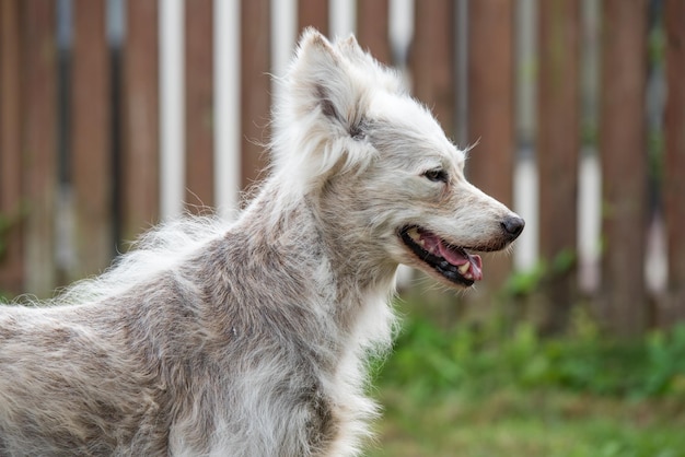 Foto alopecia malattia samoyed dermatite e prurito dei cani