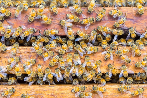 Foto un sacco di api su sfondo a nido d'ape