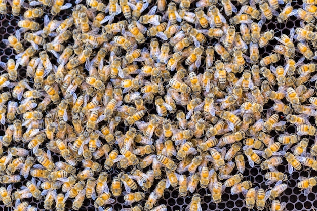 Alot of bees on honeycomb background