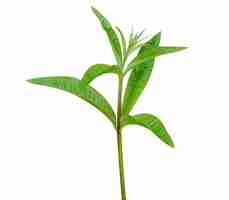 Photo aloysia citrodora lemon verbena leaves is used in traditional medicine in latin american countries