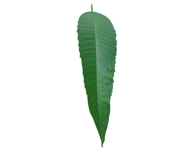 Aloysia citrodora lemon verbena leaves is used in traditional medicine in Latin American countries