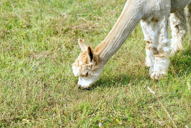 Alpaca Animal Close Up Of Head Funny Hair Cut And Chewing Action