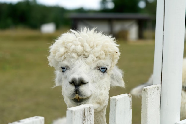 アルパカ動物の頭のクローズアップ面白いヘアカットと噛むアクション