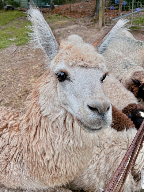 Photo alpaca animal