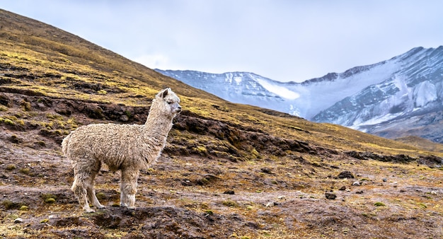 Alpaca bij vinicunca regenboogberg in peru