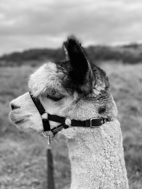 Foto alpaca-boerderij