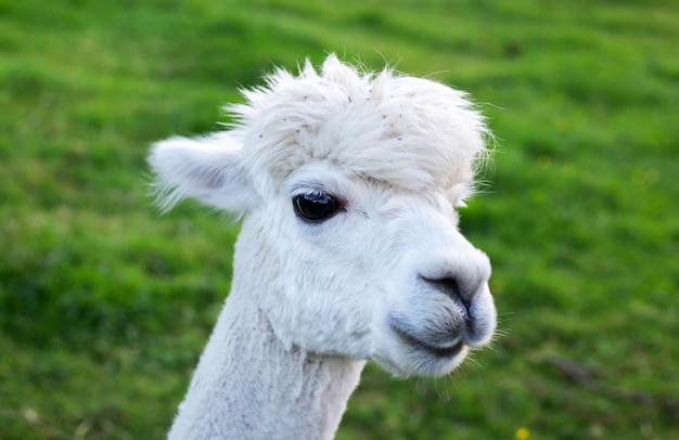 Alpaca closeup portrait on green background