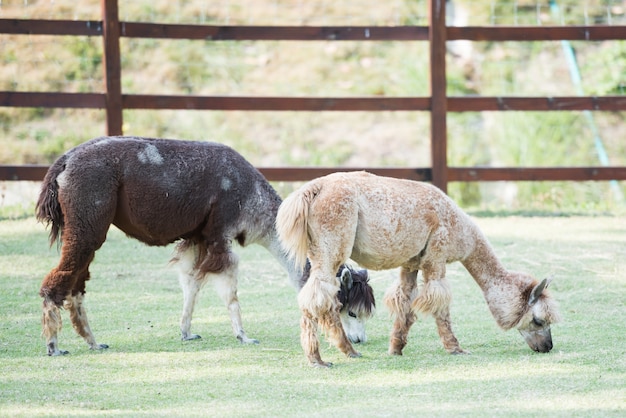 Alpaca eating grass in the farm with fence.