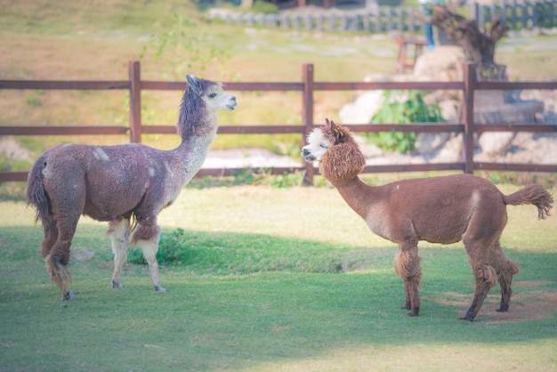 Alpaca eating grass in the farm with fence.