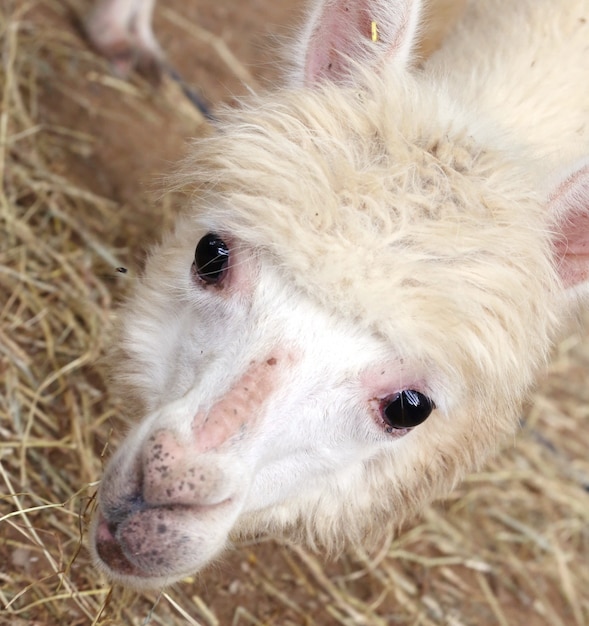 Alpaca, eye