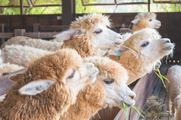 Alpaca in farm 