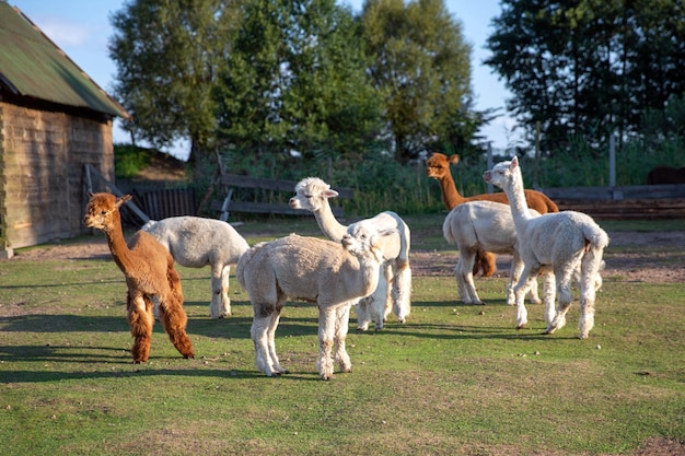 Alpaca herd on the farm standing together