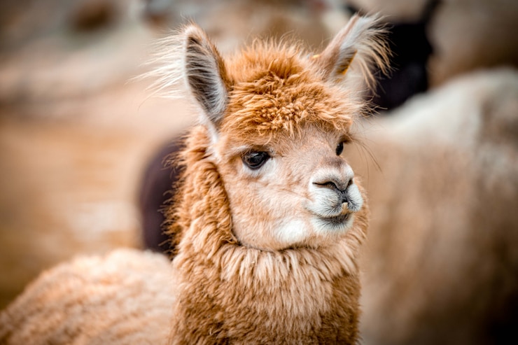 Foto alpaca hoofd close-up