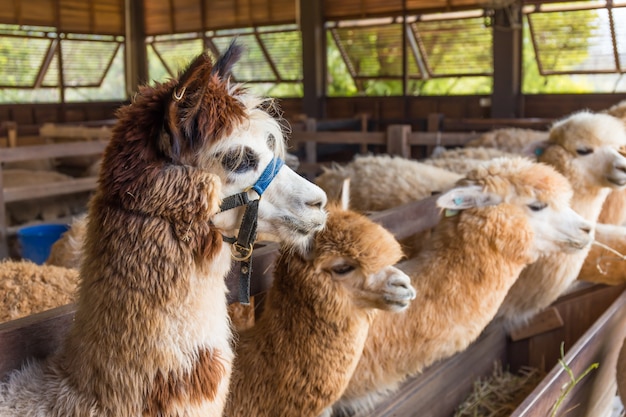 Alpaca in boerderij