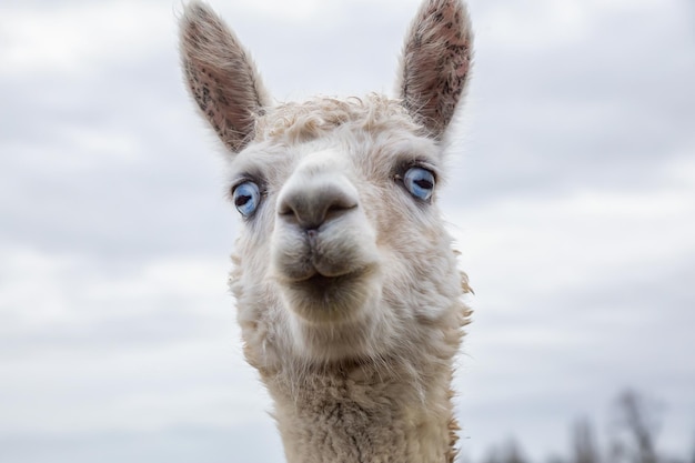 Alpaca in een boerderij