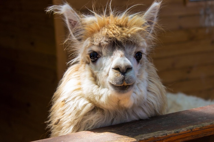 Foto alpaca kijkt in de camera selectieve scherpstelling