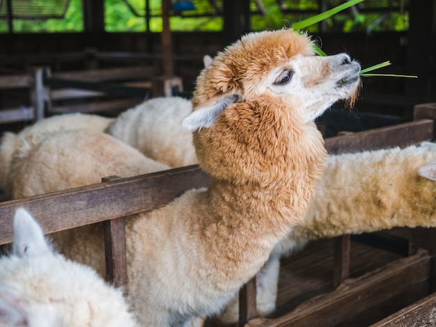 Alpaca lama close up portrait white and brown of cute friendly feeding