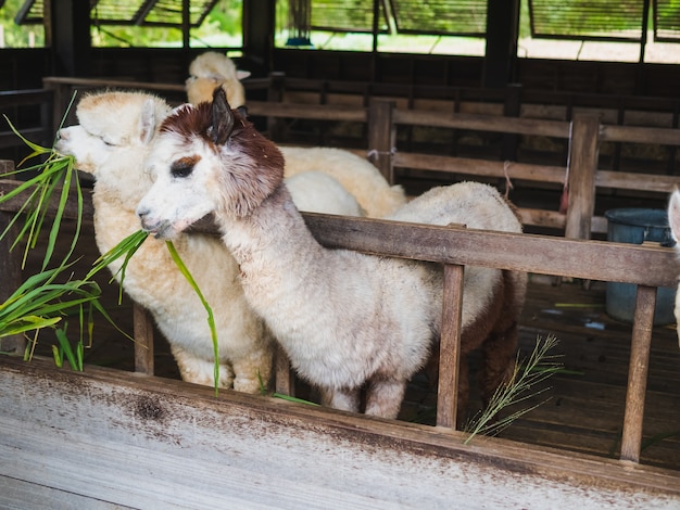 Alpaca lama close-up portret wit en bruin van schattige vriendelijke voeding