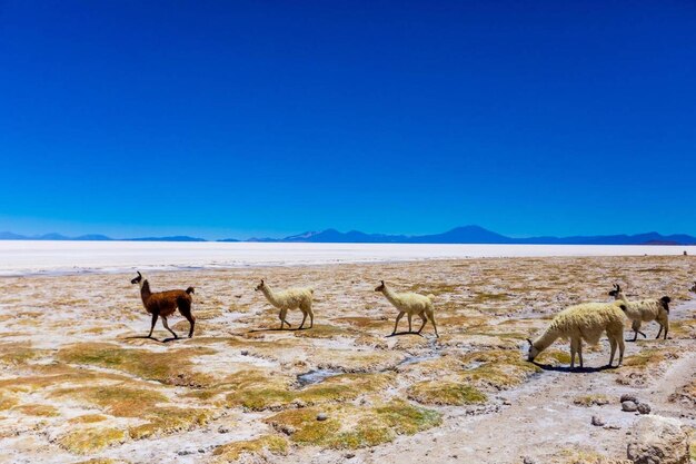 写真 ウイウニ塩原のアルパカ ボリビア 南アメリカ ストック写真