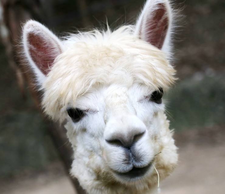 Foto alpaca, oog