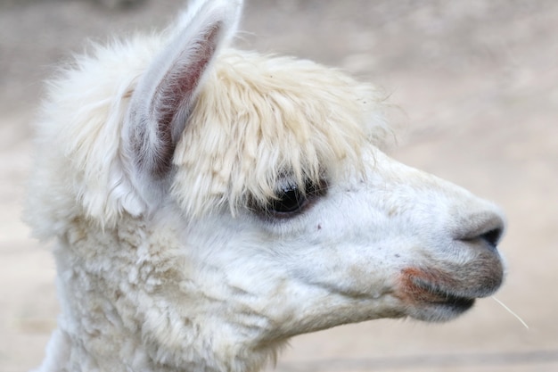 Alpaca, oog