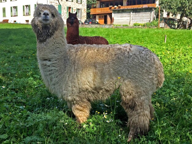 Foto alpaca op het veld