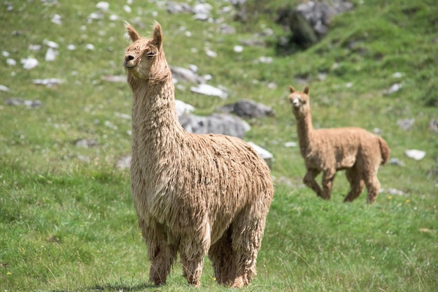 Alpaca portrait while looking at you