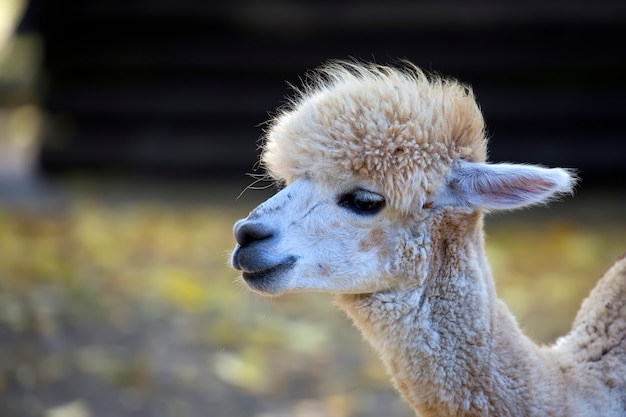 Alpaca, a portrait