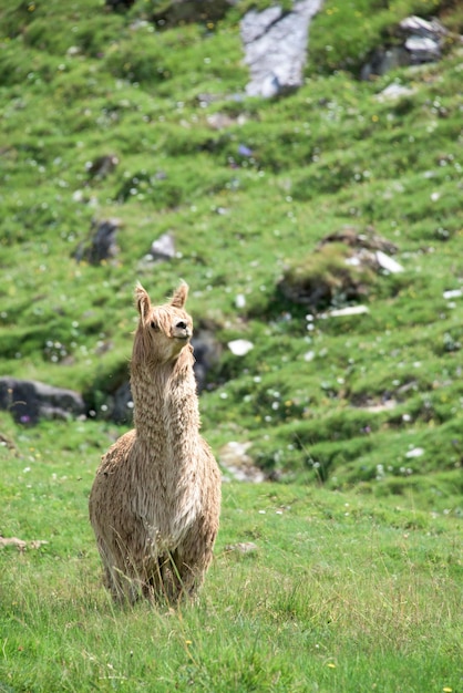 Alpaca portret terwijl je naar je kijkt