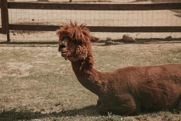 Alpaca resting on the grass at the farm
