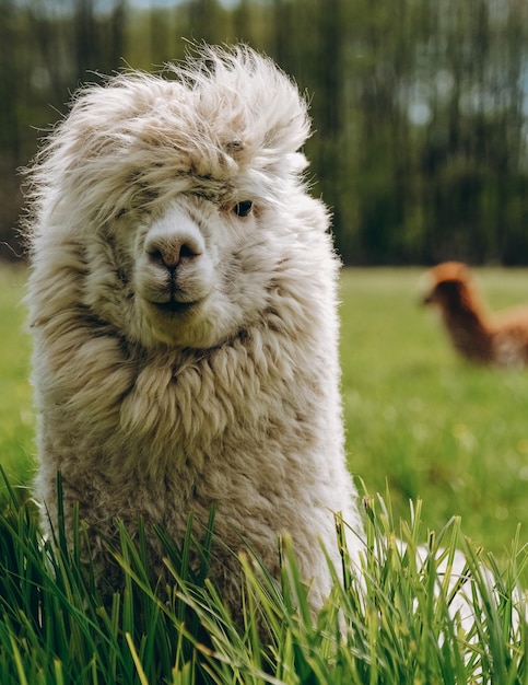 Alpaca's grazen in de lenteweide hoog in de bergen