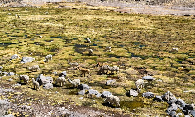 Alpaca's in de Peruaanse Andes