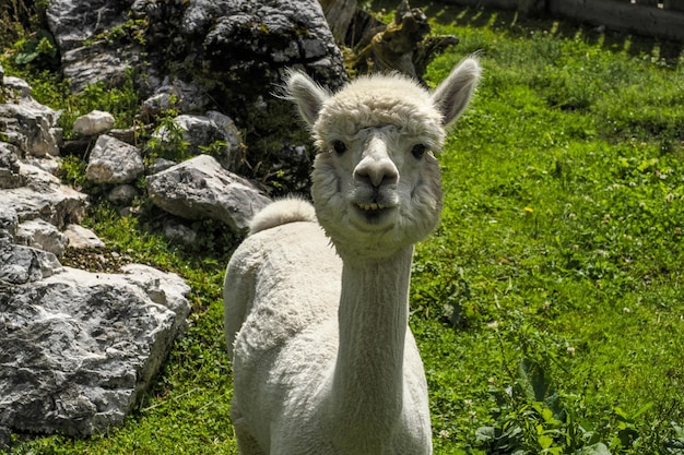 Foto alpaca schattig pluizig portret dat naar je kijkt