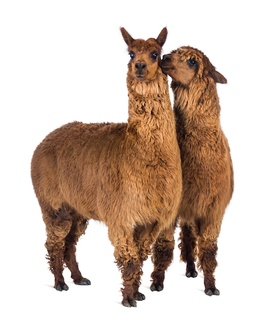 Alpaca whispering at another Alpaca's ear