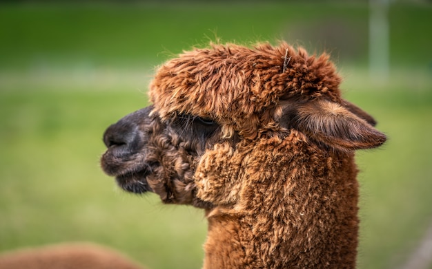 Alpaca With Natural View