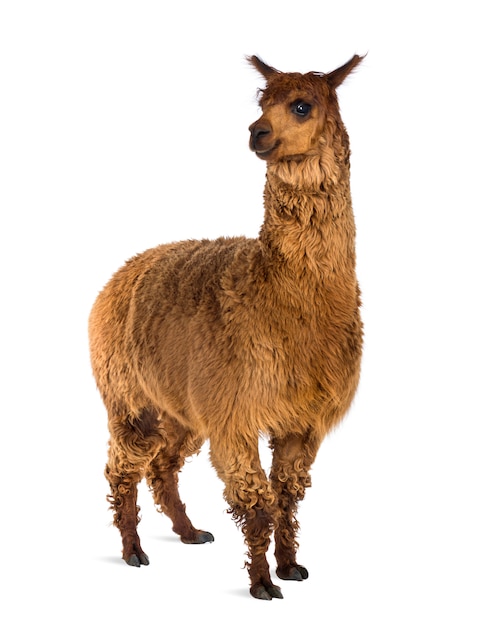 Foto alpaca