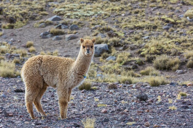 Foto alpaca