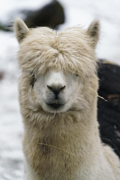 Alpaca