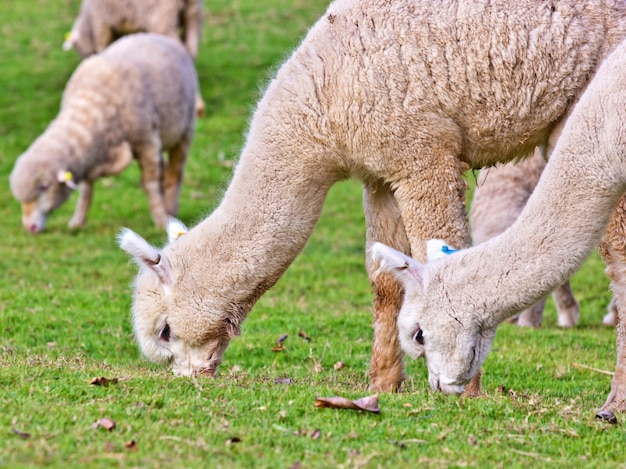 Alpacas in Alpaca farm