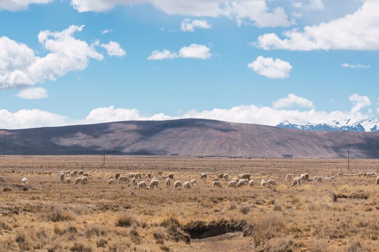 Foto alpacas eten en grazen in de andes in de hooglanden van peru in latijns-amerika