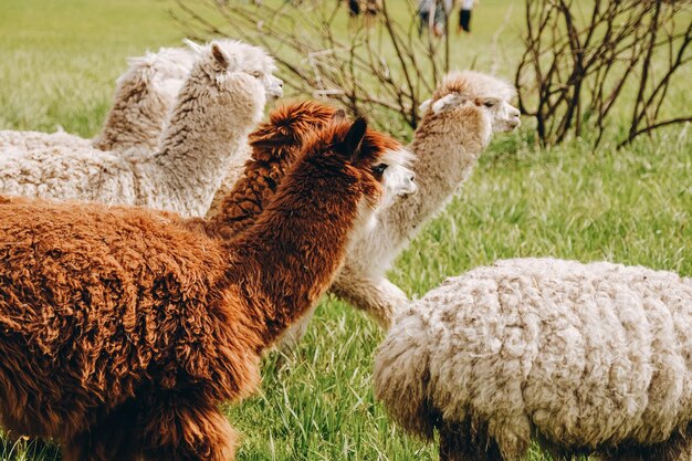 Alpacas graze in the spring meadow high in the mountains